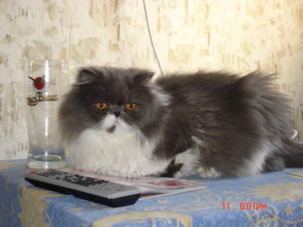 Кот перс наночь глядя беситься, что делать?