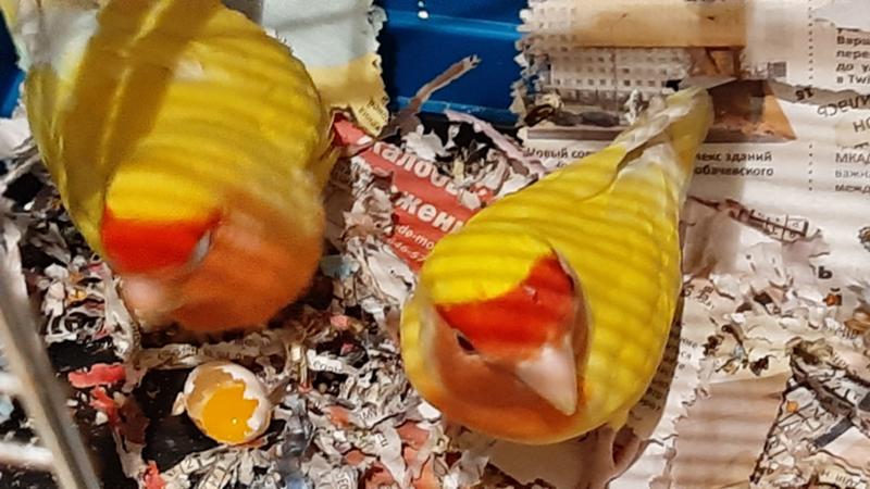 Неразлучники часто так делают?