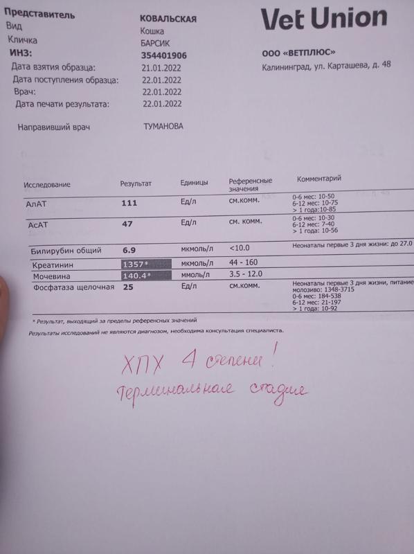 Сказали что кота надо усыплять! Нужен ответ от ветеринара. Анализы прилагаются.