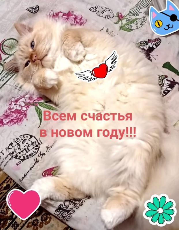 С Наступающим, ребят!!! Как ваши хвосты переносят салюты??