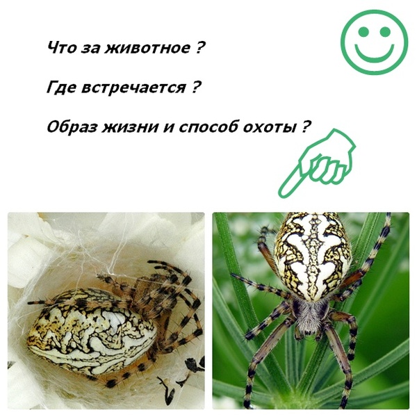 Как называются такие симпатичные ?