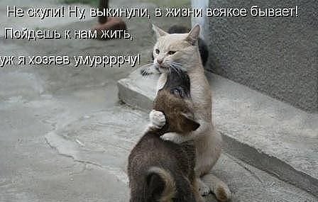 А вы выкидываете своих питомцев на улицу, когда надоели или наоборот подбираете ?