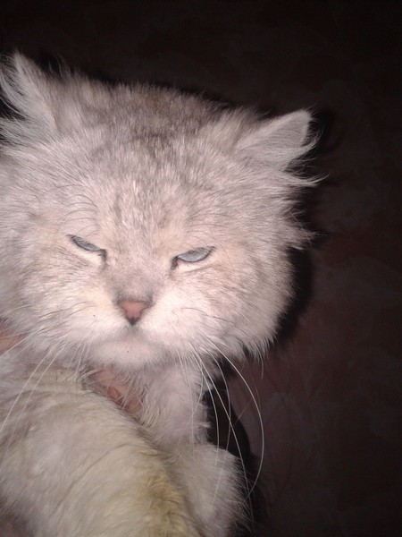 Красивые котята получатся?